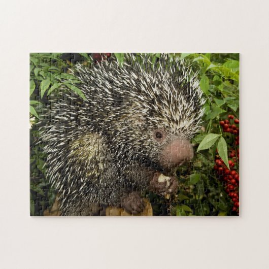 Porcupine Legpuzzel (Horizontaal)