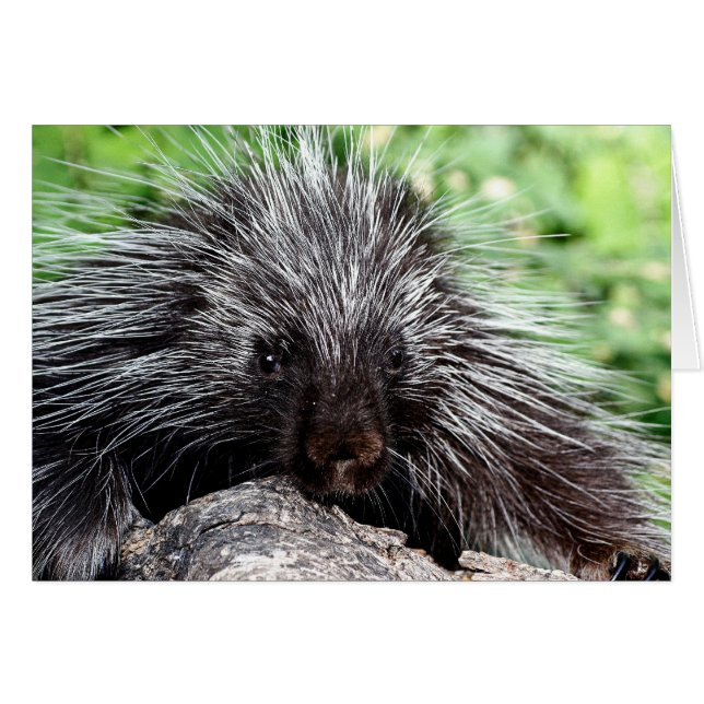 Porcupine Lounging (Voorkant Horizontaal)