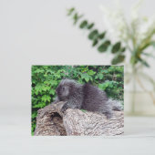 Porcupine Lounging Briefkaart (Staand voorkant)