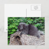 Porcupine Lounging Briefkaart (Voorkant / Achterkant)