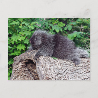 Porcupine Lounging Briefkaart