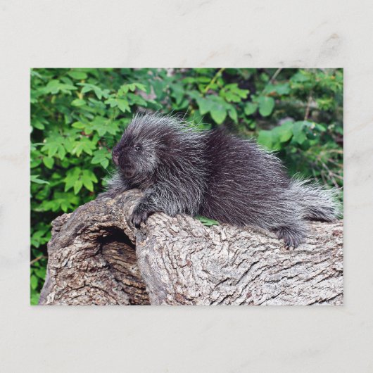 Porcupine Lounging Briefkaart (Voorkant)