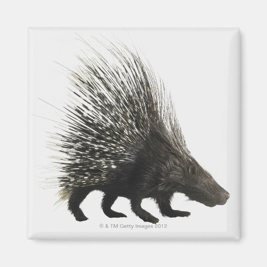 Porcupine Magneet (Voorkant)