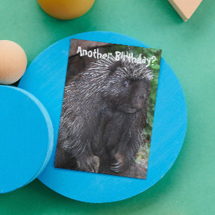 Porcupine Photo Funny Birthday Kaart