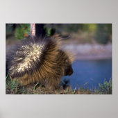 Porcupine Poster (Voorkant)