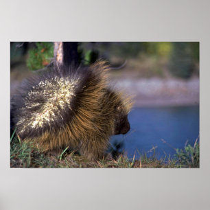 Porcupine Poster
