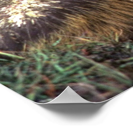 Porcupine Poster (Hoek)