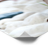 Porcupine Poster (Hoek)