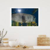 Porcupine Puffer Poster (Keuken)