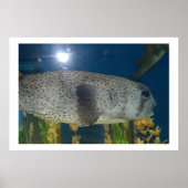 Porcupine Puffer Poster (Voorkant)