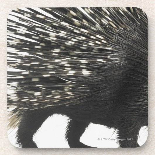 Porcupine quills bier onderzetter (Voorkant)