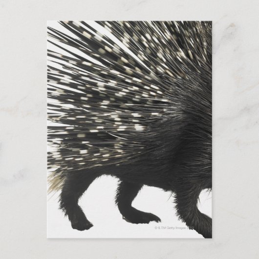 Porcupine quills briefkaart (Voorkant)