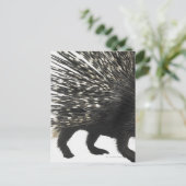 Porcupine quills briefkaart (Staand voorkant)