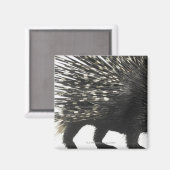 Porcupine quills magneet (Voorkant / Achterkant)