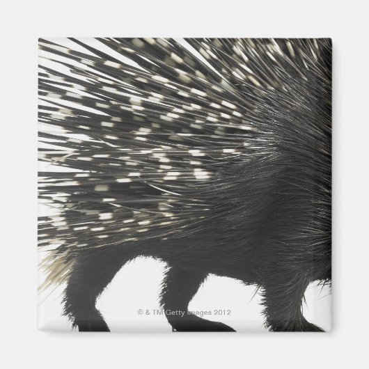 Porcupine quills magneet (Voorkant)