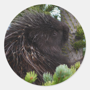 porcupine ronde sticker