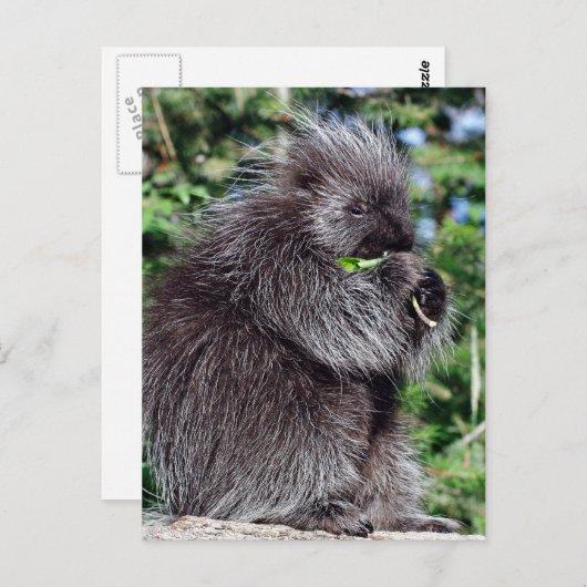 Porcupine Snacking Briefkaart (Voorkant / Achterkant)
