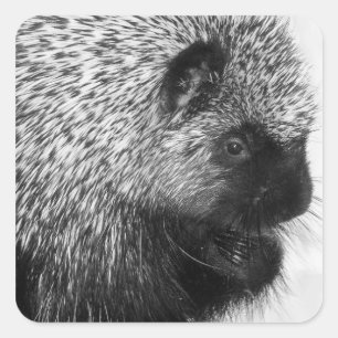 Porcupine Sticker