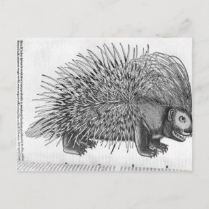 Porcupine uit 'Historia Animalium' Briefkaart