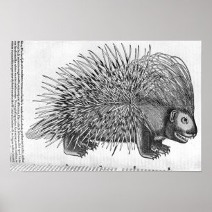 Porcupine uit 'Historia Animalium' Poster
