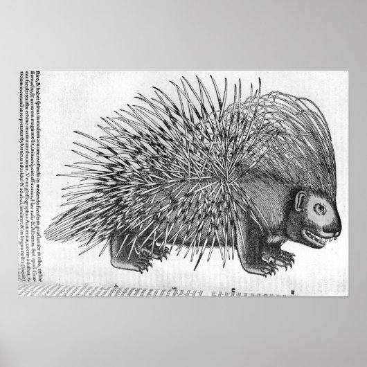 Porcupine uit 'Historia Animalium' Poster (Voorkant)