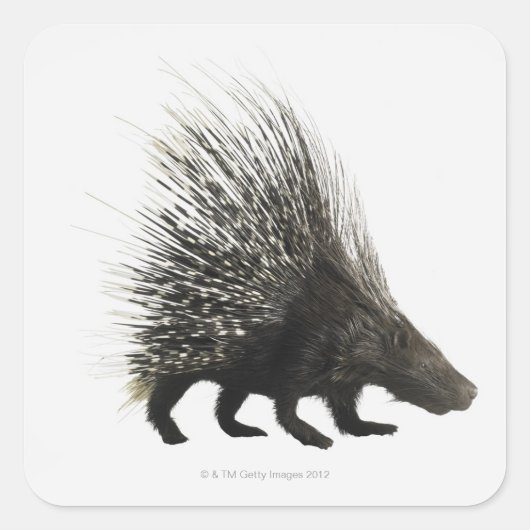 Porcupine Vierkante Sticker (Voorkant)