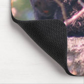 Porcupine Wildlife Animal Natuur Muismat (Hoek)