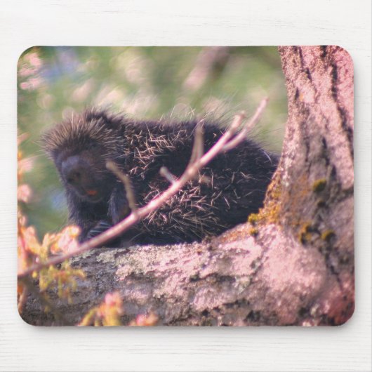 Porcupine Wildlife Animal Natuur Muismat (Voorkant)