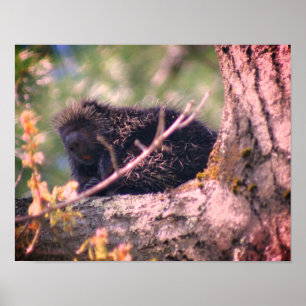 Porcupine Wildlife Animal Natuur Poster