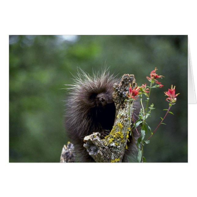 Porcupine-zomer-jongjongster (Voorkant Horizontaal)