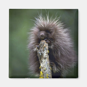 Porcupine-zomer-jongjongster Magneet