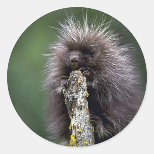 Porcupine-zomer-jongjongster Ronde Sticker (Voorkant)