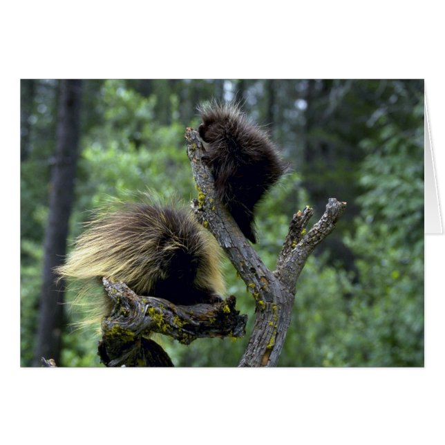 Porcupines-zomer-moeder met jongeren (Voorkant Horizontaal)