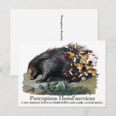Porcupinus Hoerd'oervicus Briefkaart (Voorkant / Achterkant)
