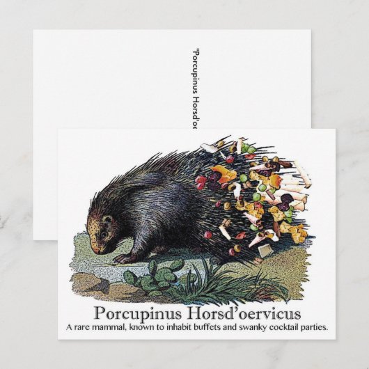 Porcupinus Hoerd'oervicus Briefkaart (Voorkant / Achterkant)