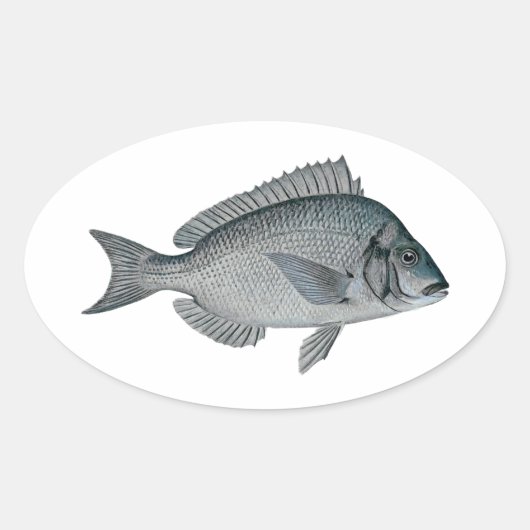 Porgy - Scup Ovale Sticker (Voorkant)
