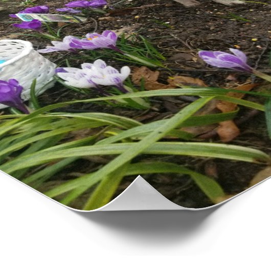 "Pork Chop" De paasjongen! Poster (Hoek)