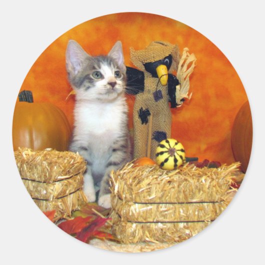 Pork Chop's Herfst - Kat / Kitten Ronde Stickers (Voorkant)