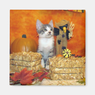 Pork Chop's Herfst Magnet - Cat / Kitten