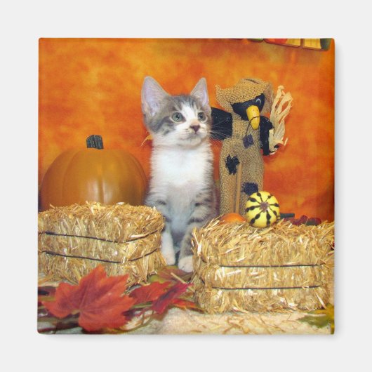 Pork Chop's Herfst Magnet - Cat / Kitten (Voorkant)