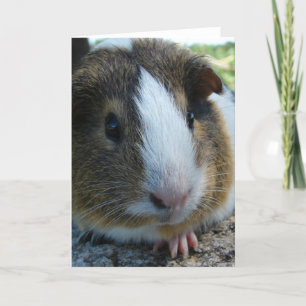 Porky het Guinee Pig Head Portret Kaart