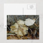 Porous Shelf Fungus Briefkaart (Voorkant / Achterkant)