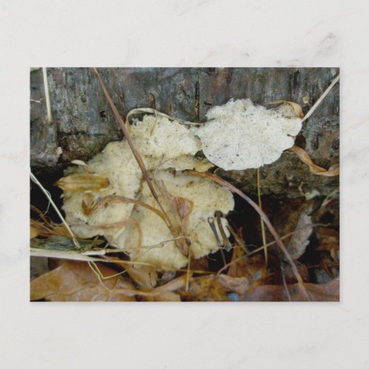 Porous Shelf Fungus Briefkaart (Voorkant)
