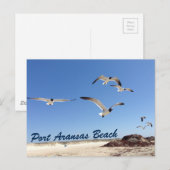 Port Aransas Beach Seagull Fotografie  Briefkaart (Voorkant / Achterkant)