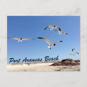 Port Aransas Beach Seagull Fotografie  Briefkaart