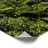 Port Douglas Poster (Hoek)