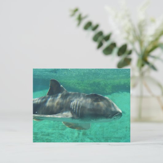 Port Jackson Shark Briefkaart (Staand voorkant)