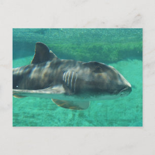 Port Jackson Shark Briefkaart