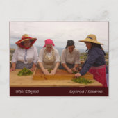 Porto Formoso-theetuinen Briefkaart (Voorkant)