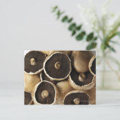 Portobello-paddenstoelen op witte achtergrond briefkaart (Staand voorkant)